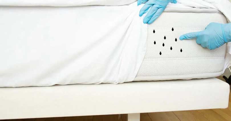 3 odeurs répulsives pour faire fuir les punaises de lit de chez vous