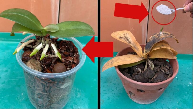 Les orchidées pourries ne doivent pas être jetées : une pincée leur redonnera vie