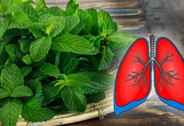 Ces 10 plantes nettoient vos poumons et préviennent la bronchite, l’asthme et le rhume
